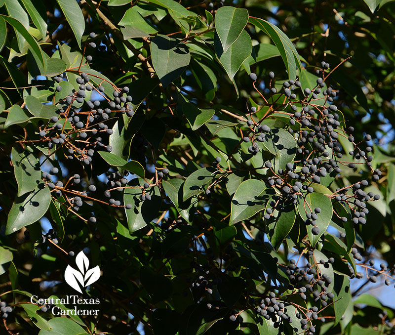 deep purple berries on wide glossy leaves