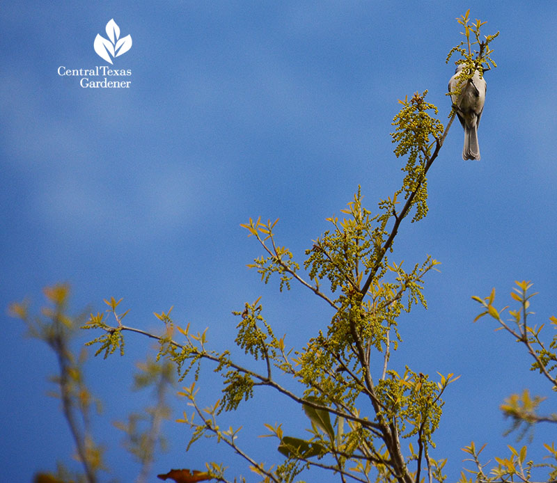 mockingbird on live oak tree that is pollinating