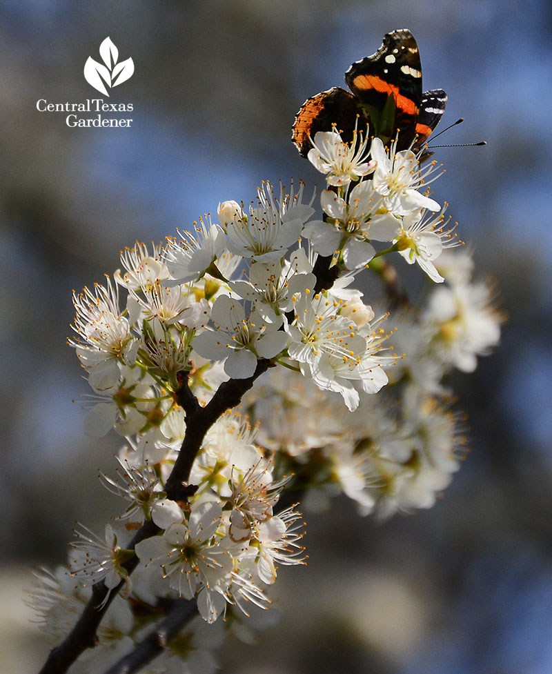 Red Admiral butterfly Mexican plum Central Texas Gardener