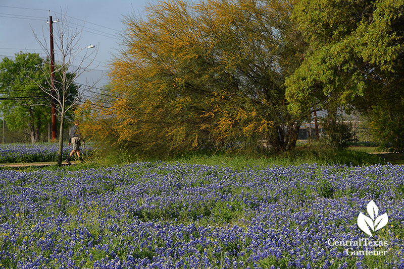 bluebonnets native huisache tree walking trail Mueller Central Texas Gardener