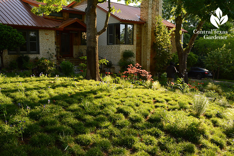 Front yard sedge lawn Central Texas Gardener