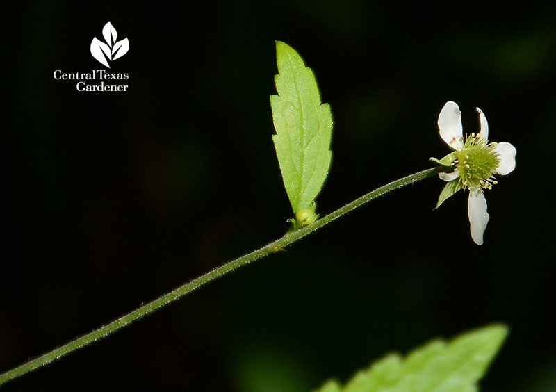 white aven geum canadense flower