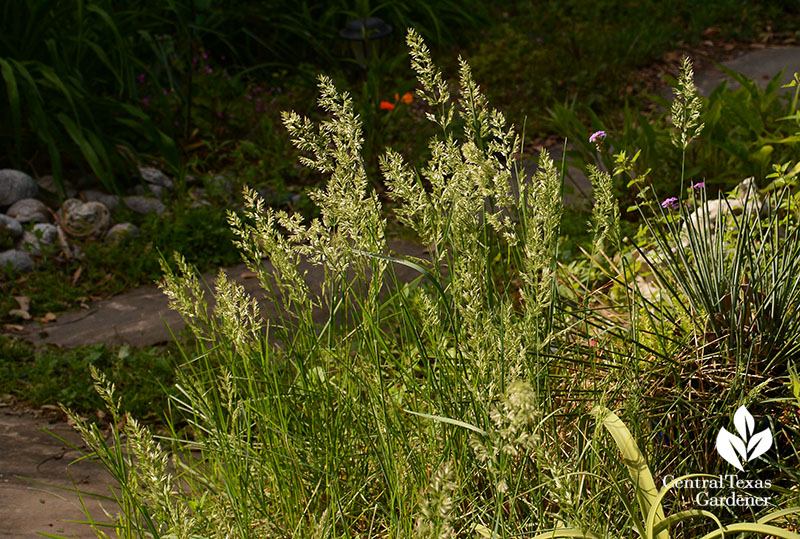 Texas bluegrass Poa arachnifera Central Texas Gardener