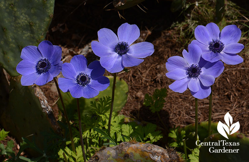 blue anemones Central Texas Gardener