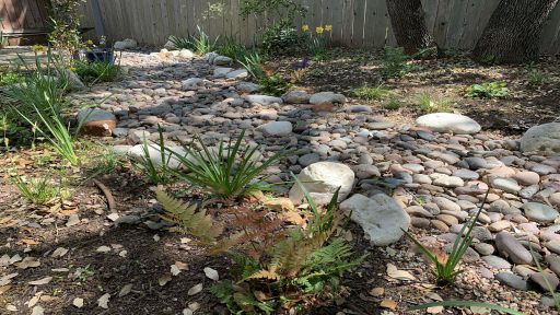 Past Episodes Central Texas Gardener