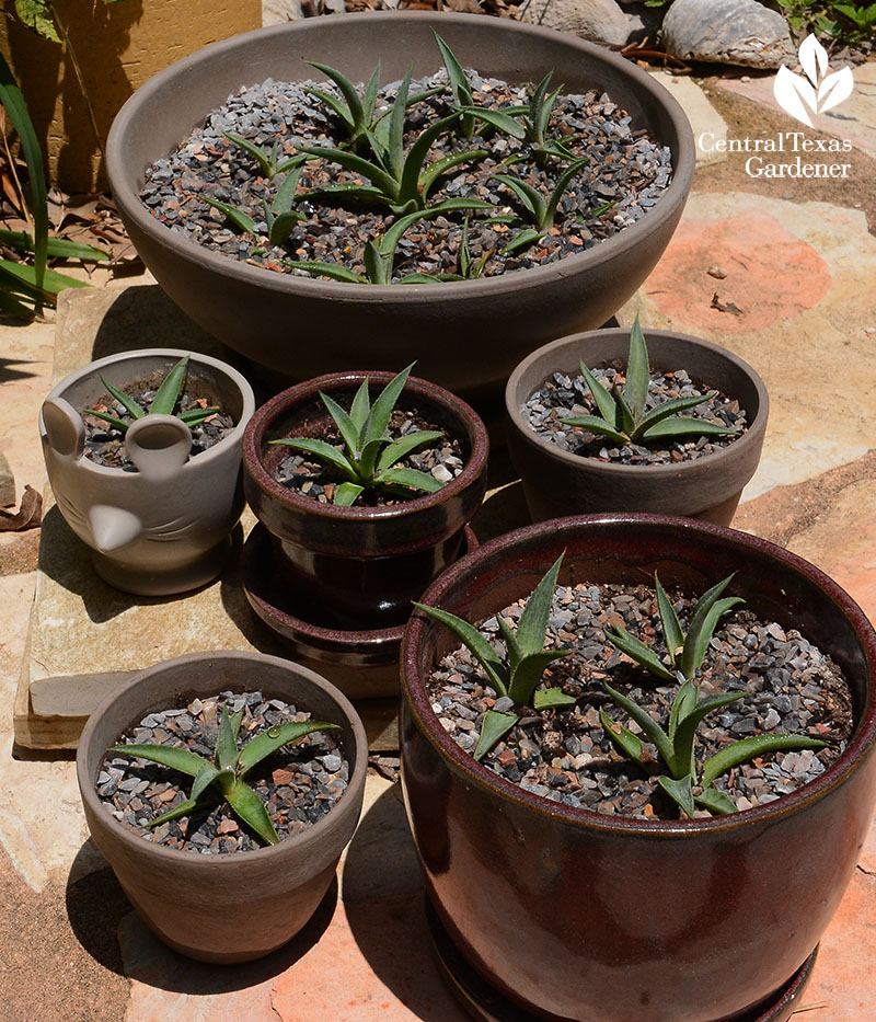 Mangave Bloodspot bulbils in containers Central Texas Gardener