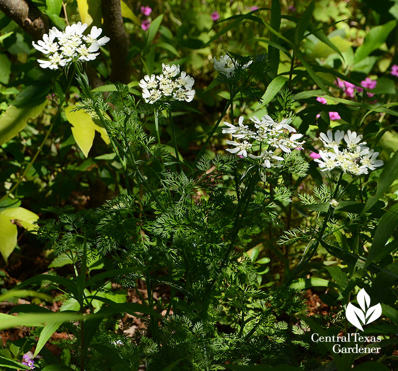 Orlaya grandiflora annual Central Texas Gardener