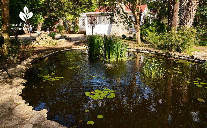 Pond plants restored Mayfield Park Central Texas Gardener