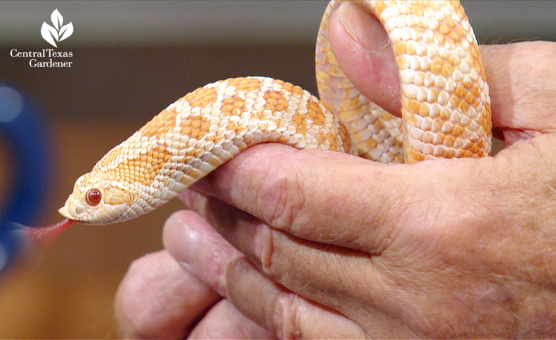 It's Easy to Buy a Snake in Texas. Maybe Too Easy. – Texas Monthly