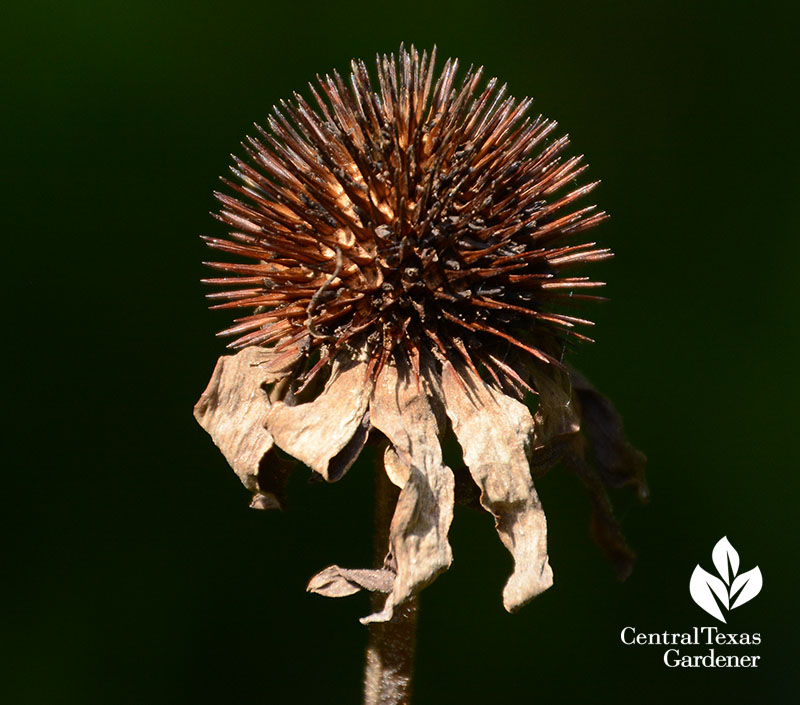 Coneflower seed heads for little birds Central Texas Gardener