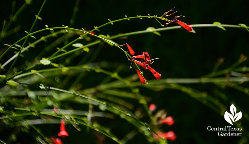 Firecracker fern Central Texas Gardener