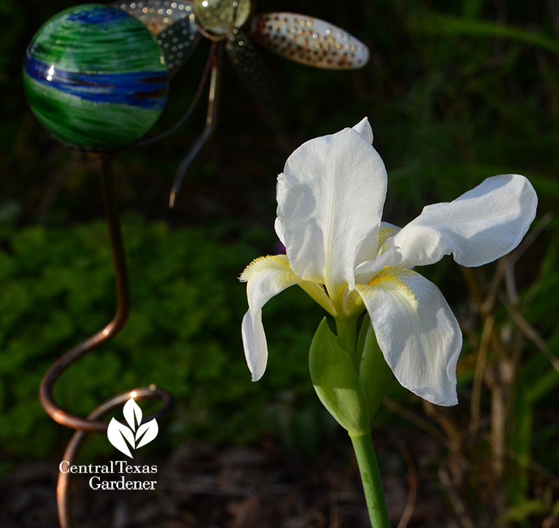 Grow Your Plant Wealth With Leslie Halleck Central Texas Gardener