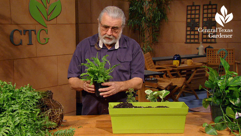 man dividing ferns and pothos