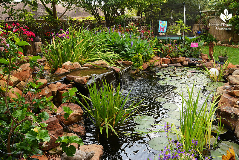 romantic stone lined pond Robert Jennings gardener in Cedar Park backyard Hill Country Water Garden design Central Texas Gardener