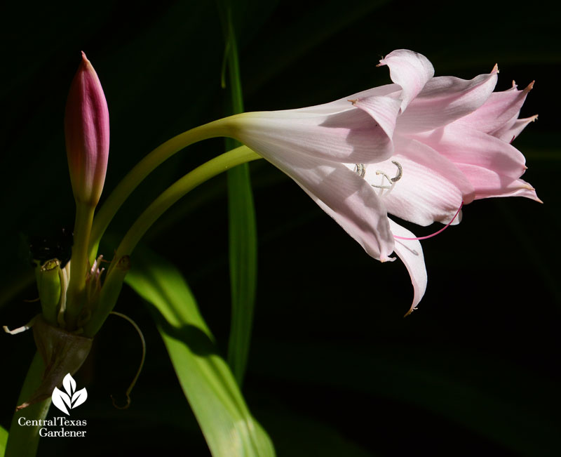 Pink crinum lily Central Texas Gardener