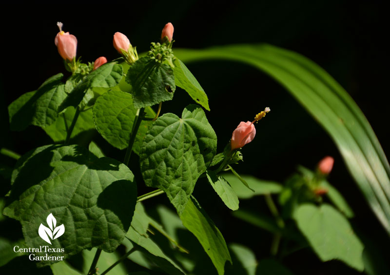 Pink turks cap with crinum Central Texas Gardener