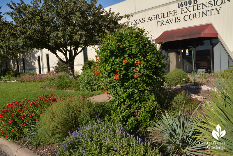 Travis County Texas AgriLife Extension Central Texas Gardener