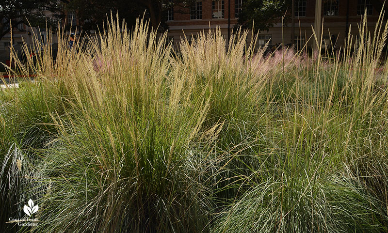 Lindheimer Muhly | Central Texas Gardener