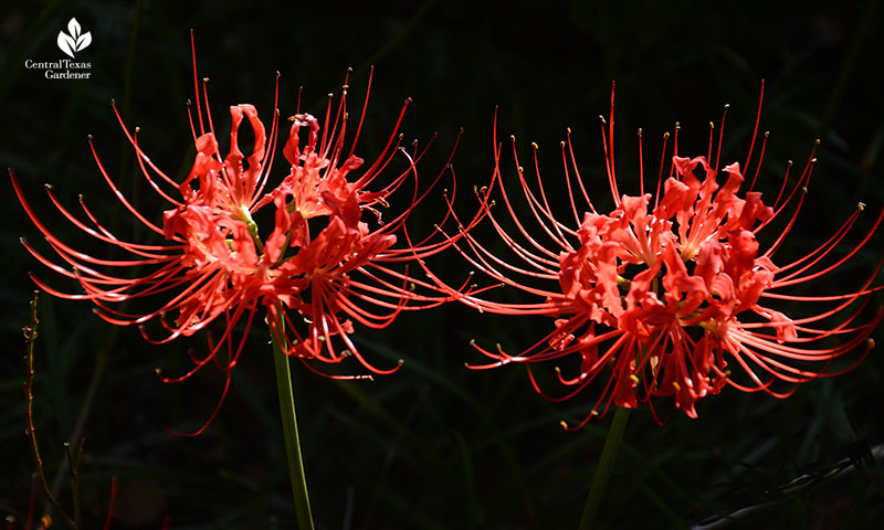 Lycoris radiata Central Texas Gardener