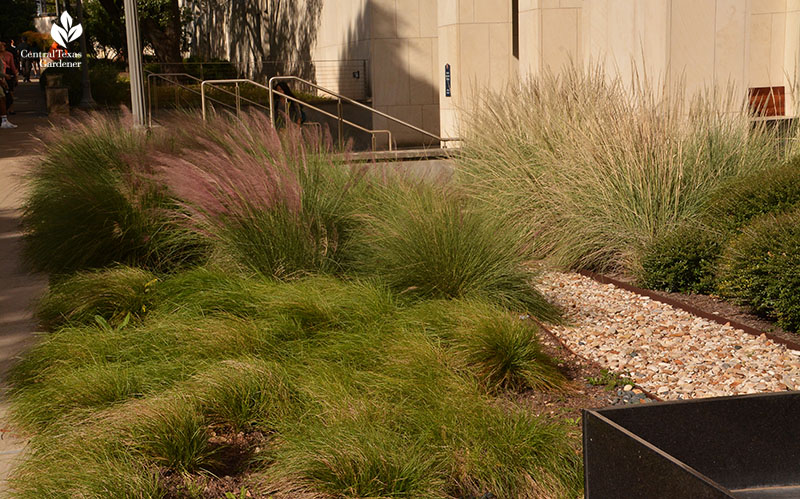 Rain garden sedges Lindheimer muhly Gulf muhly UT Austin Central Texas Gardener