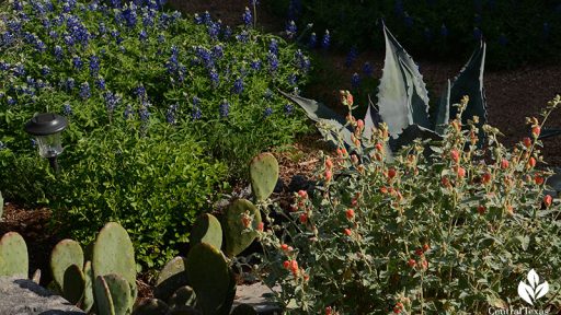 bluebonnets, desert globe mallow, agave, prickly pear deer resistant design Central Texas Gardener