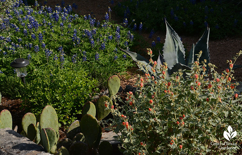 bluebonnets, desert globe mallow, agave, prickly pear deer resistant design Central Texas Gardener