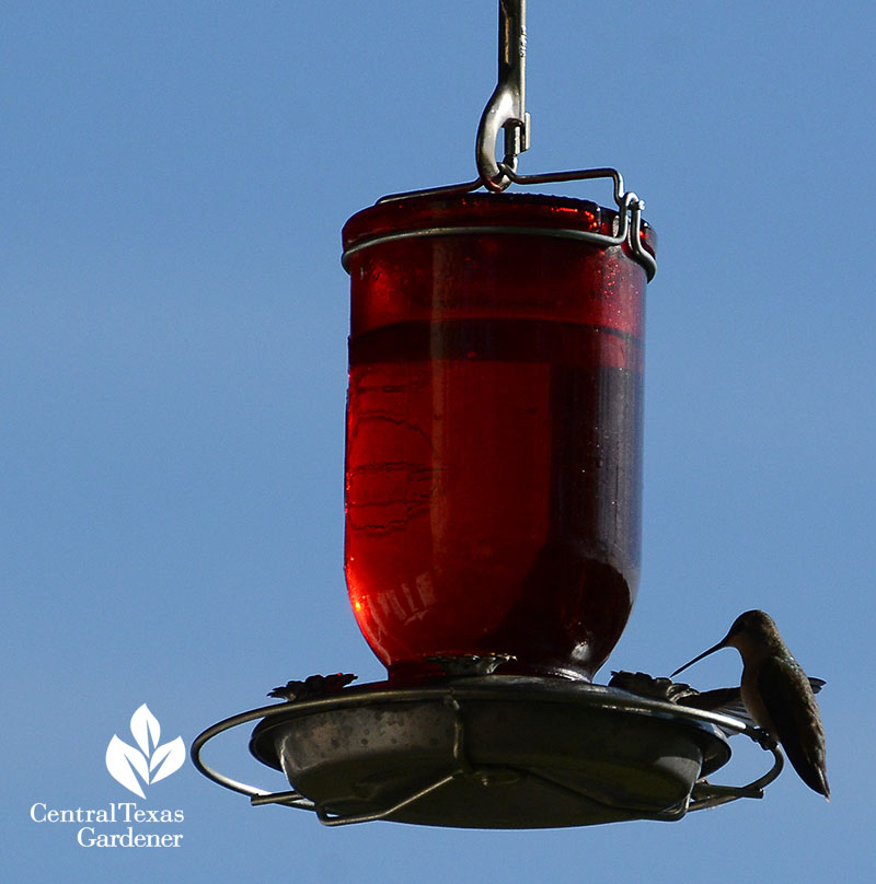 hummingbird on feeder 