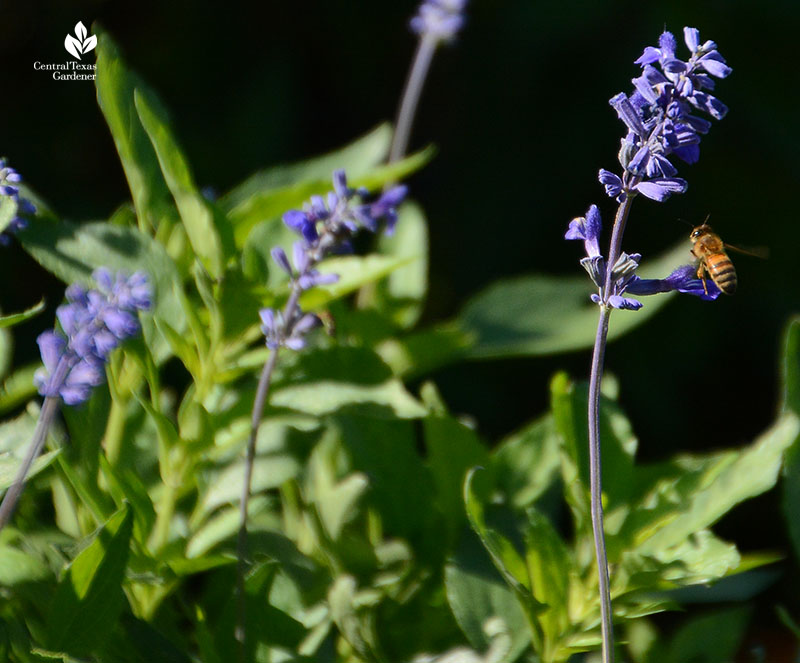 Bee on Salvia farinacea mealy blue sage Central Texas Gardener