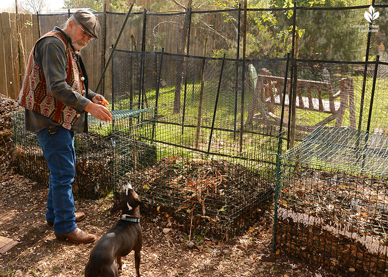 John Dromgoole putting vegetable scraps into wire compost bin overlooked by family dog 