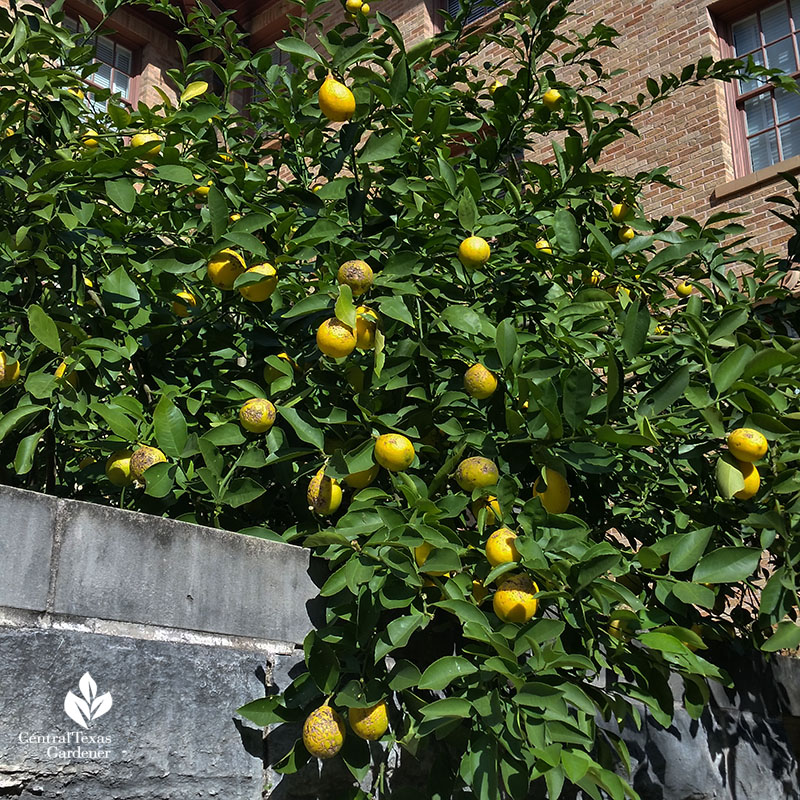 lemon tree hanging over stone railing