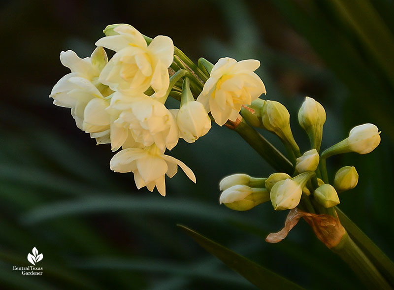 The Daffodil Dilemma in My Wildlife Sanctuary