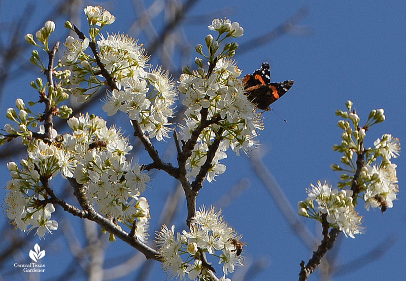 Red Admiral butterfly and bee on Mexican plum flowers