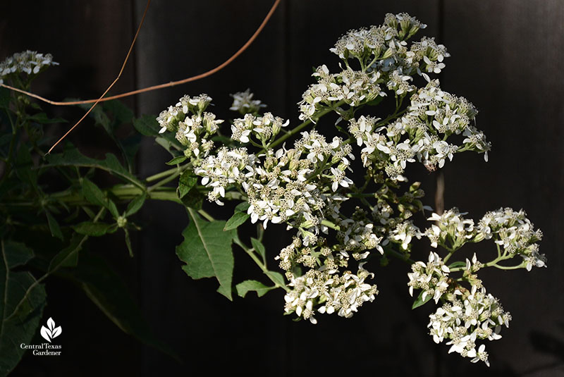 native frostweed flowers Verbesina virginica Central Texas Gardener