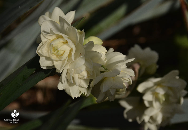 Narcissus Erlicheer flowers with Yucca pallida