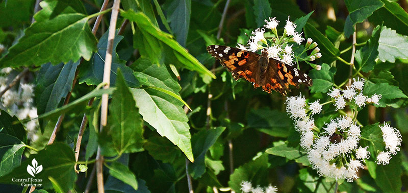 Painted Lady butterfly shrubby boneset native plant Central Texas Gardener