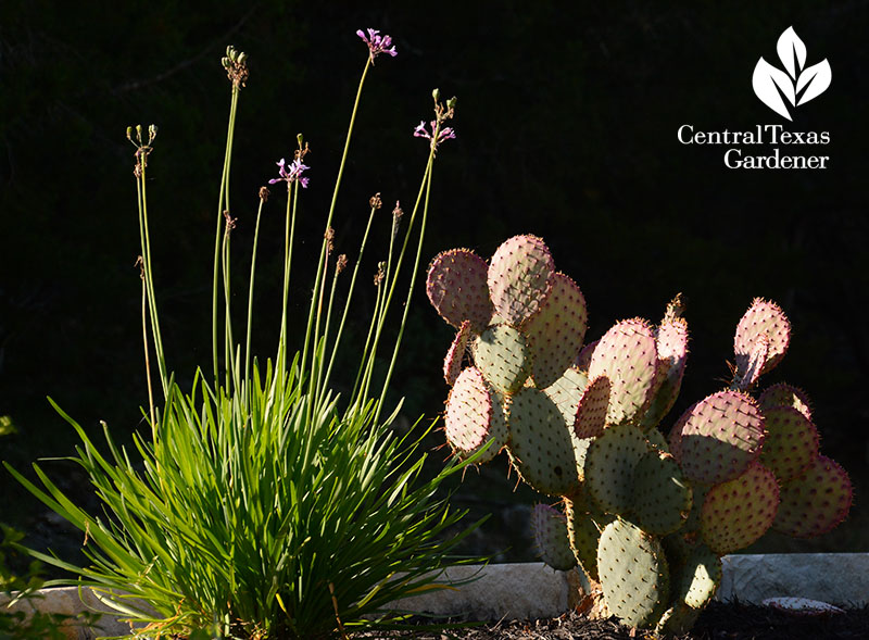 Society garlic and Santa Rita Prickly Pear