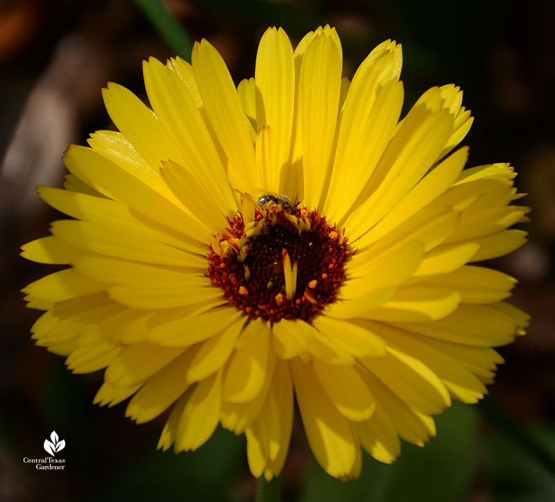 hoverfly calendula