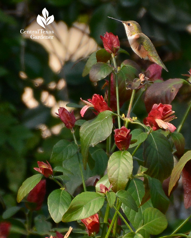 hummingbird on shrimp plant winter Central Texas Gardener