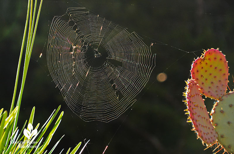 spider web between prickly pear and allium Central Texas Gardener