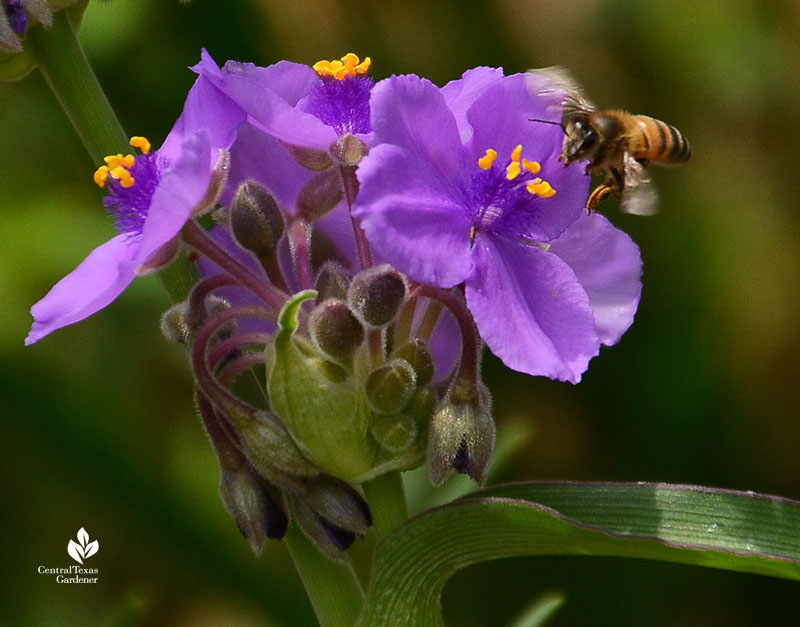 Bee on native spiderwort Central Texas Gardener