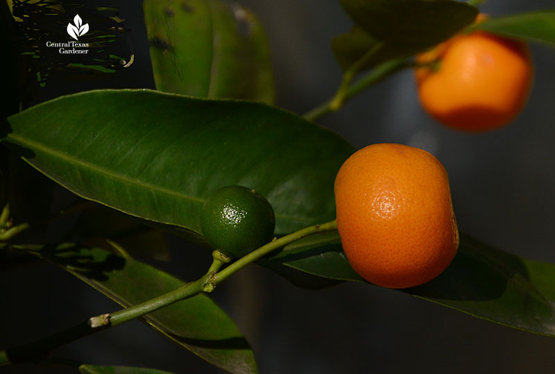 Calamondin orange ripe and green fruits Central Texas Gardener