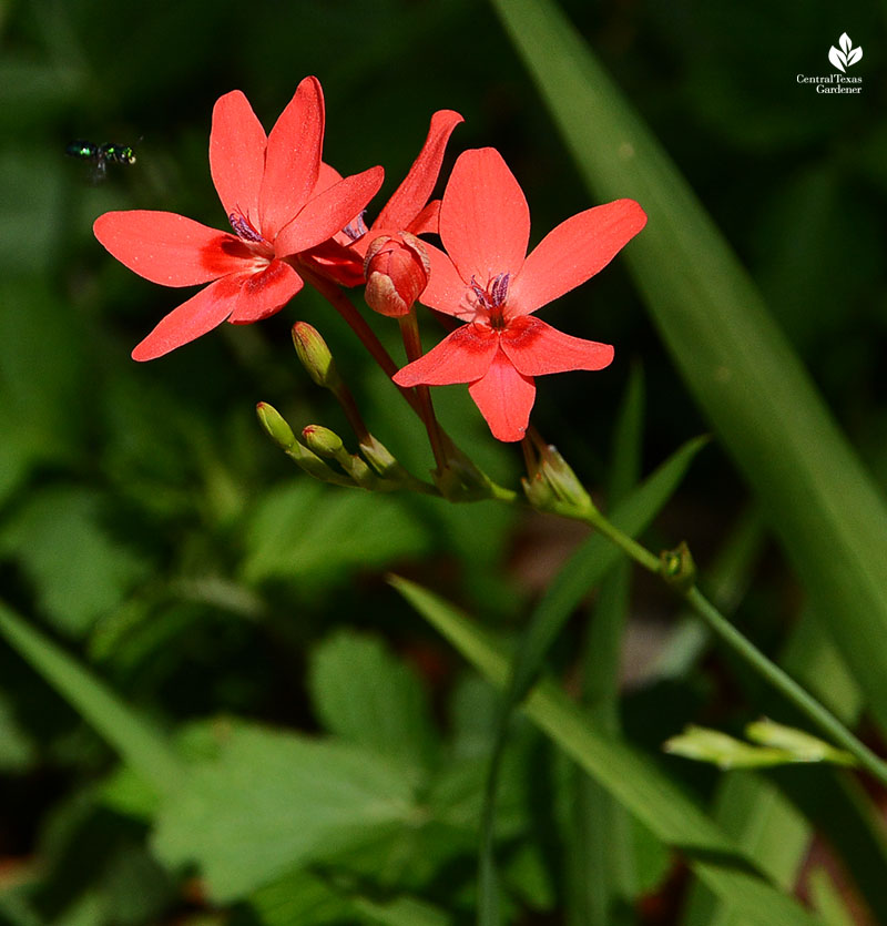 small coral flower