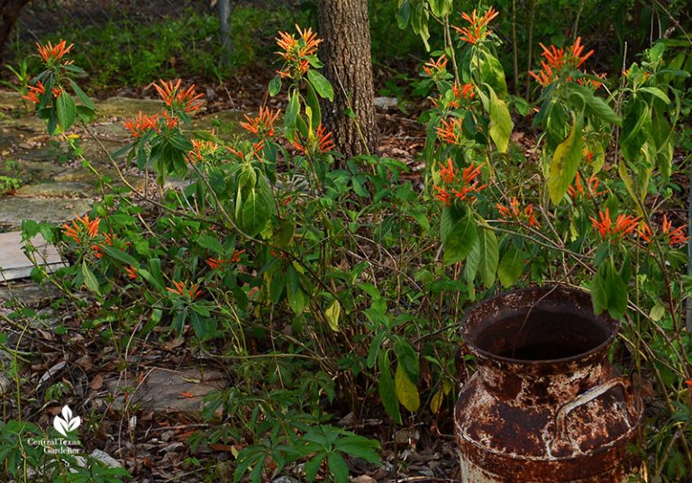 Mexican Honeysuckle Central Texas Gardener