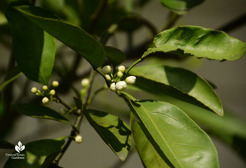 flower buds on plant