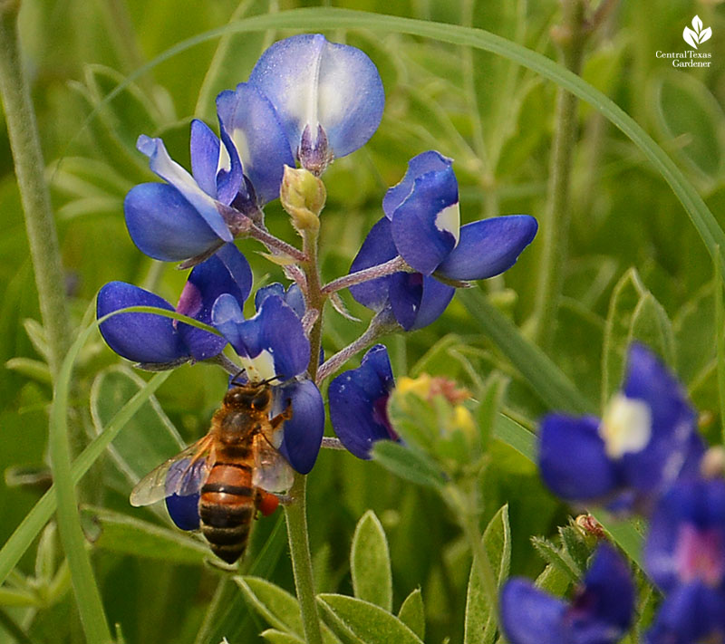 bee on bluebonnet Central Texas Gardener