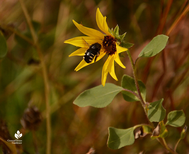 bumblebee on sunflower Half Pint Prairie UT Central Texas Gardener