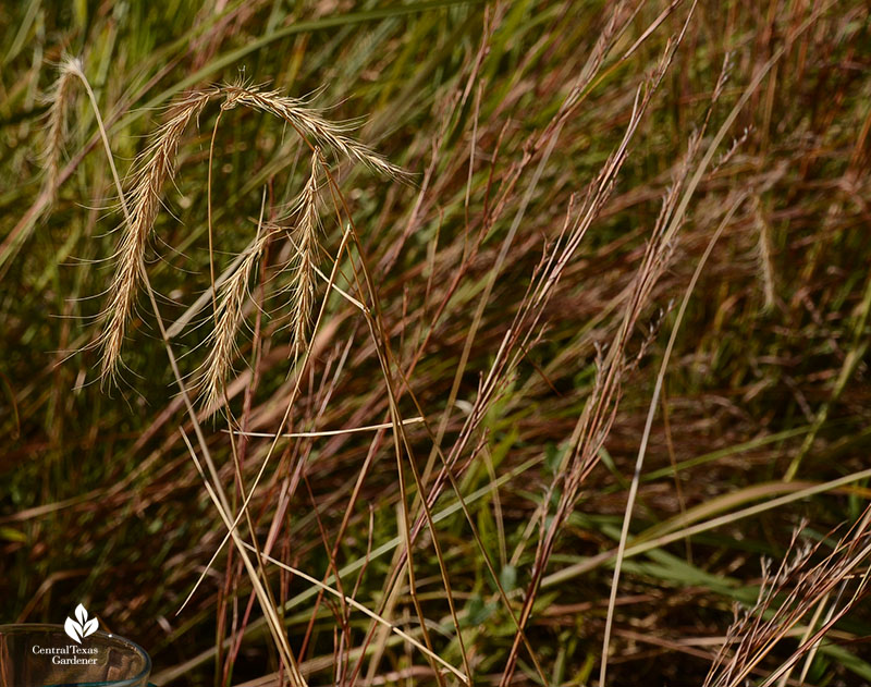 prairie wildrye and little bluestem Blackland Prairie Half-Pint Urban Prairie Central Texas Gardener