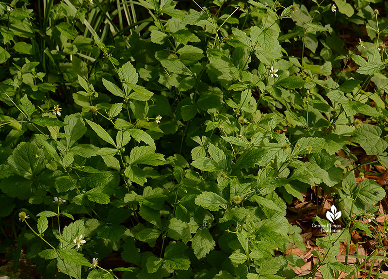 white aven geum canadense groundcover