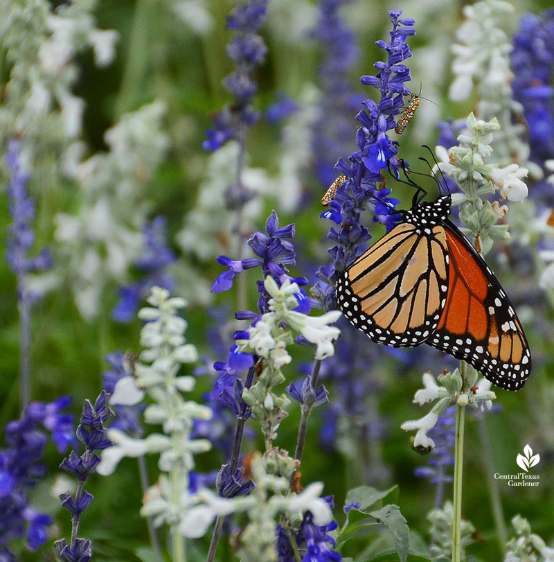 Monarch butterfly on Salvia farinacea 'Henry Duelberg' Central Texas Gardener