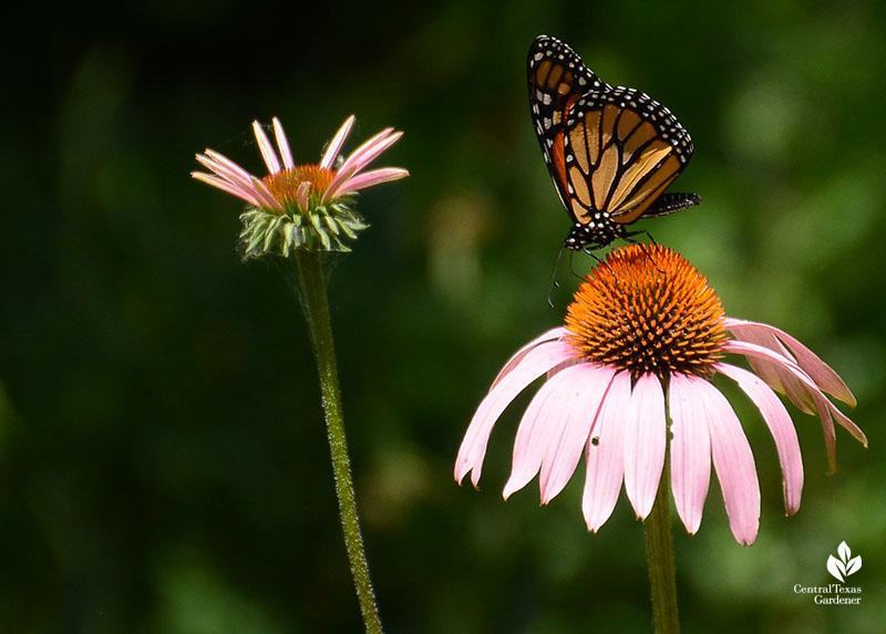 Monarch butterfly on native coneflower Central Texas Gardener